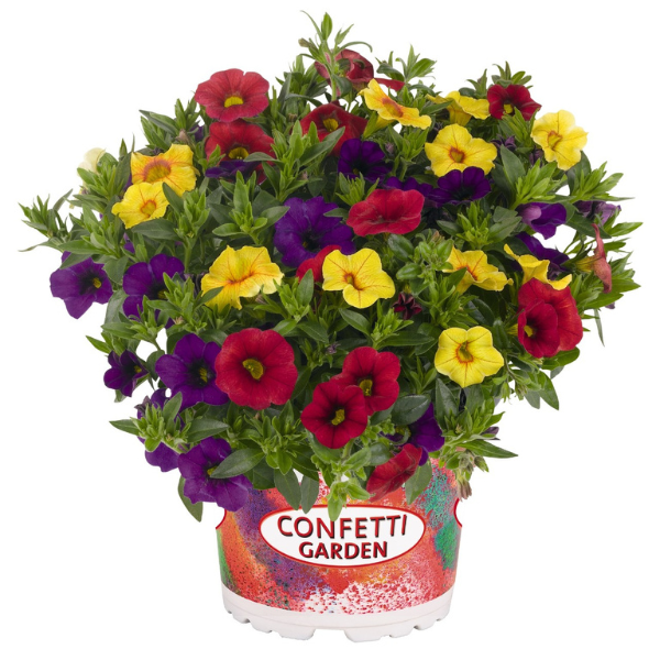 Confetti Garden 'Hawaiian Hilo 26'