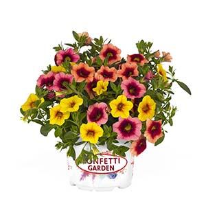 Confetti Garden 'Hawaiian Hula Lili'