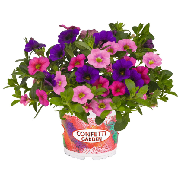 Confetti Garden 'Hawaiian Kona Flamingo 26'