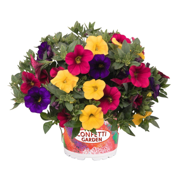 Confetti Garden 'Hawaiian Nani Hilo 26'