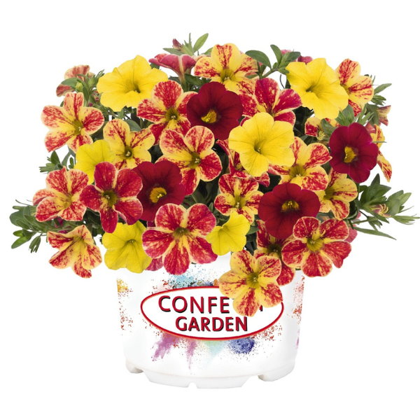 Confetti Garden 'Hawaiian Nani Pixi Stix 26'