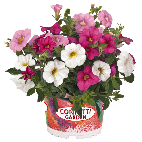 Confetti Garden 'Hawaiian Pink Fusion 26'