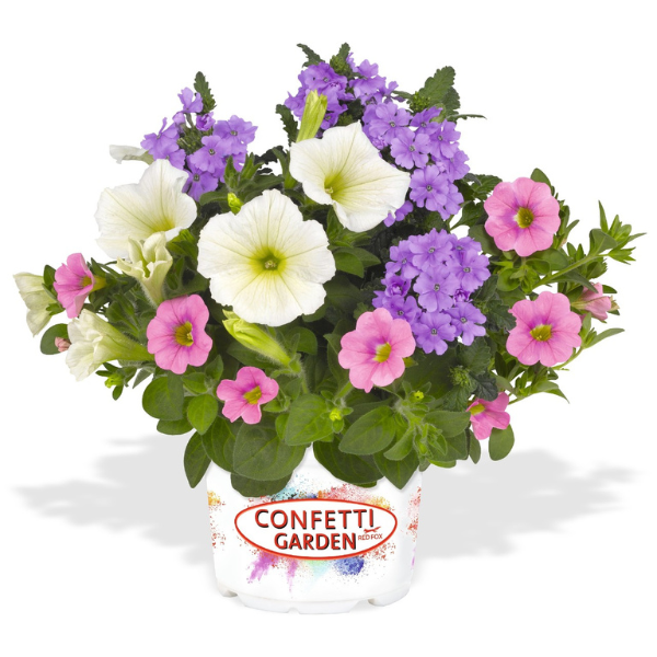 Confetti Garden 'Hunny Bunny 26'