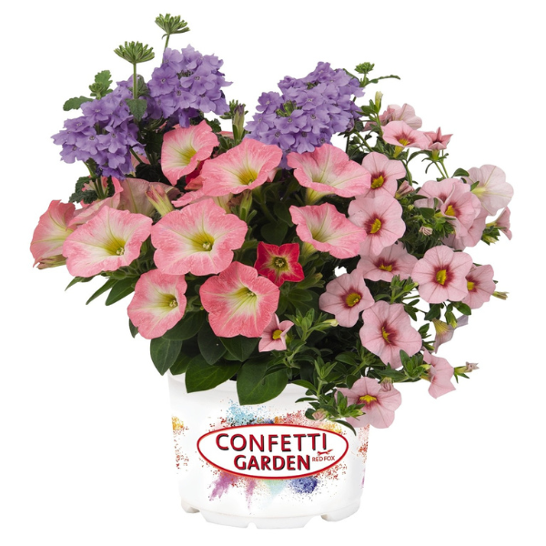 Confetti Garden 'Lavender Spring 26'