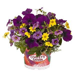 Confetti Garden 'Nightlights 26'