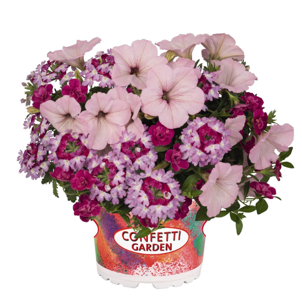 Confetti Garden 'Northern Lights 26'