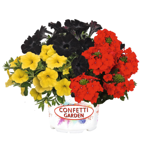 Confetti Garden 'Oktoberfest 26'