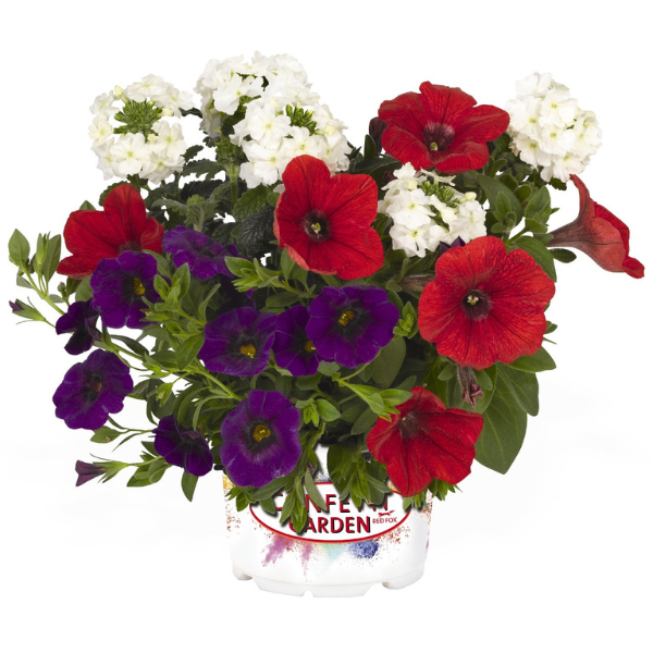 Confetti Garden 'Patriot 26'