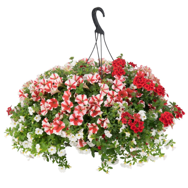 Confetti Garden 'Peppermint Candy 26'