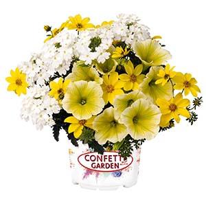 Confetti Garden 'Pineapple Punch'