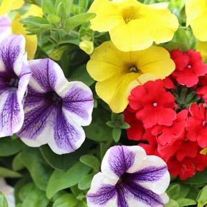 Confetti Garden 'Playdate'