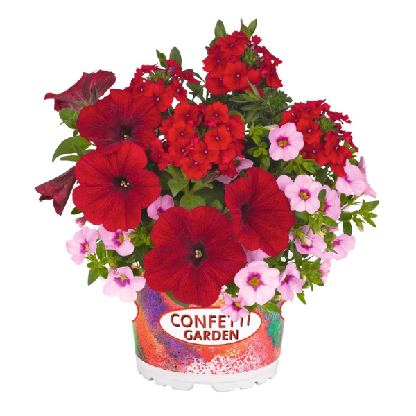 Confetti Garden 'Rockin' Red 26'