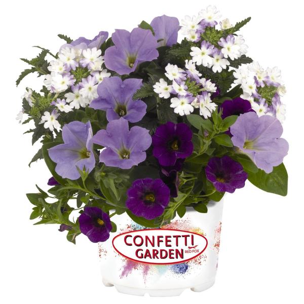 Confetti Garden 'Shocking Blue 26'