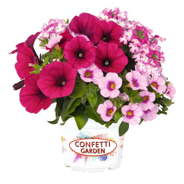 Confetti Garden 'Shocking Pink 26'