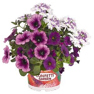 Confetti Garden 'Shocking Purple 26'
