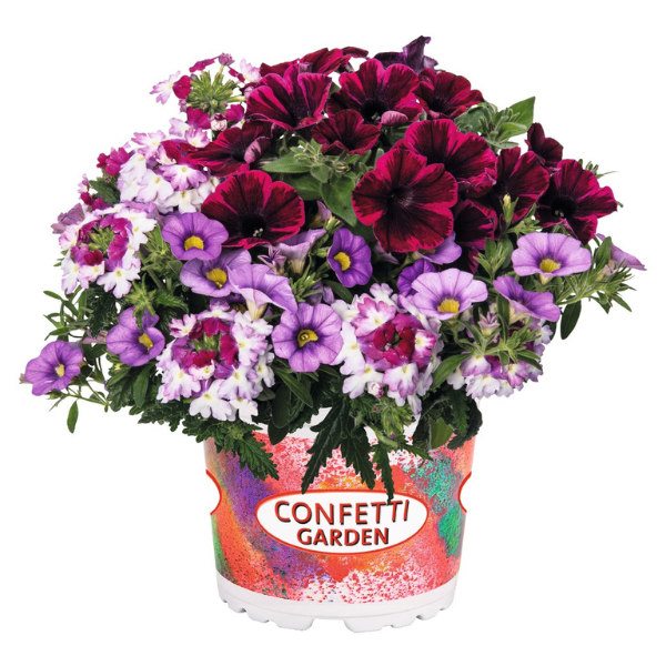 Confetti Garden 'Shocking Storm 26'