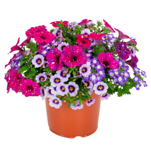 Confetti Garden 'Sparkle Magenta 26'