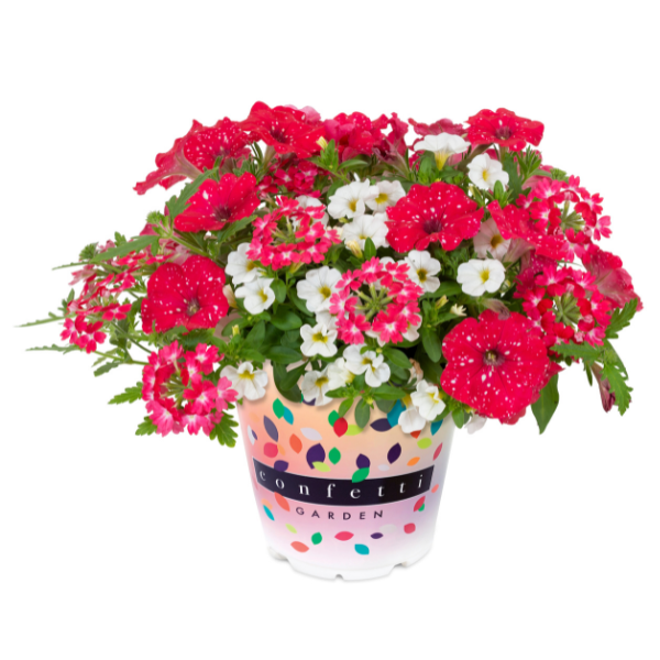 Confetti Garden 'Sparkle Red 26'