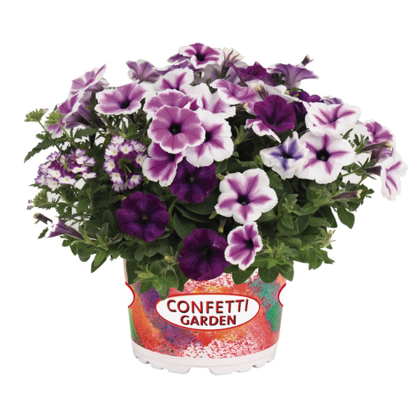 Confetti Garden 'Walk in the Clouds 26'