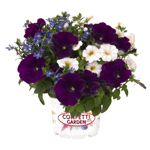 Confetti Garden 'Waterfall 26'