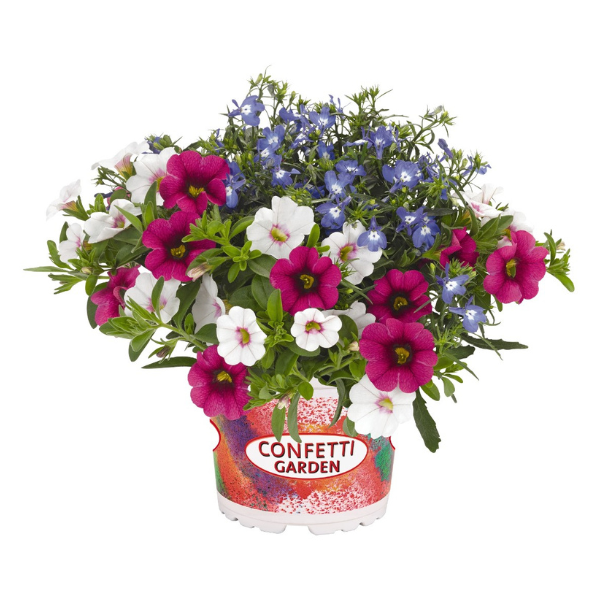 Confetti Garden 'Waterloo 26'