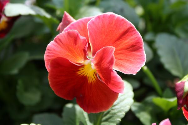 Pansy viola x wittrockiana