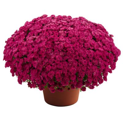 Mum chrysanthemum x morifolium 'Adriana Purple'