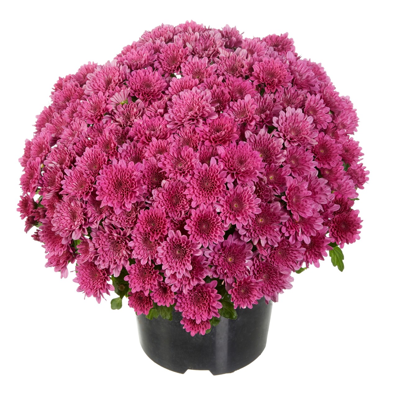 Mum chrysanthemum x morifolium 'Buzz Lavender'