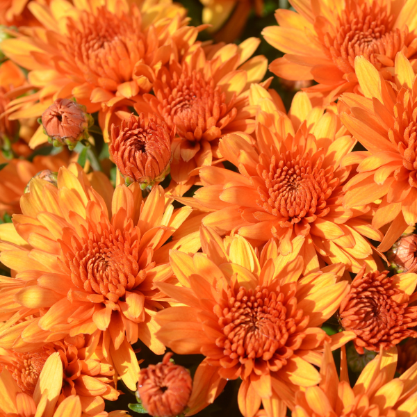 Mum chrysanthemum x morifolium 'Perfectly Orange'