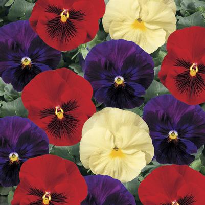 Pansy viola x wittrockiana 'Delta Wine and Cheese'