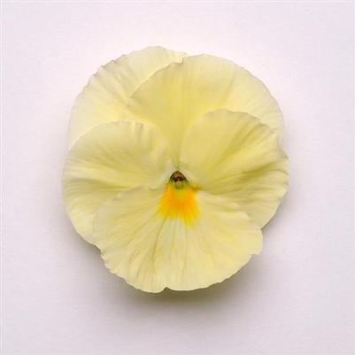 Pansy viola x wittrockiana 'Matrix Primrose'