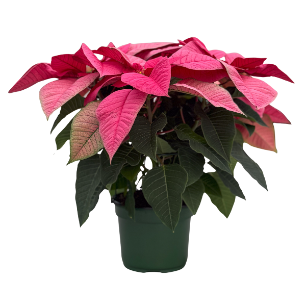 Poinsettia euphorbia pulcherrima 'Superba Pink'