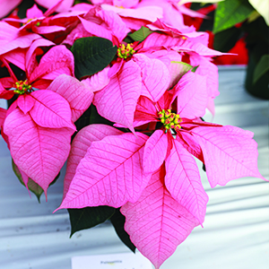 Poinsettia euphorbia pulcherrima 'Robyn Pink'
