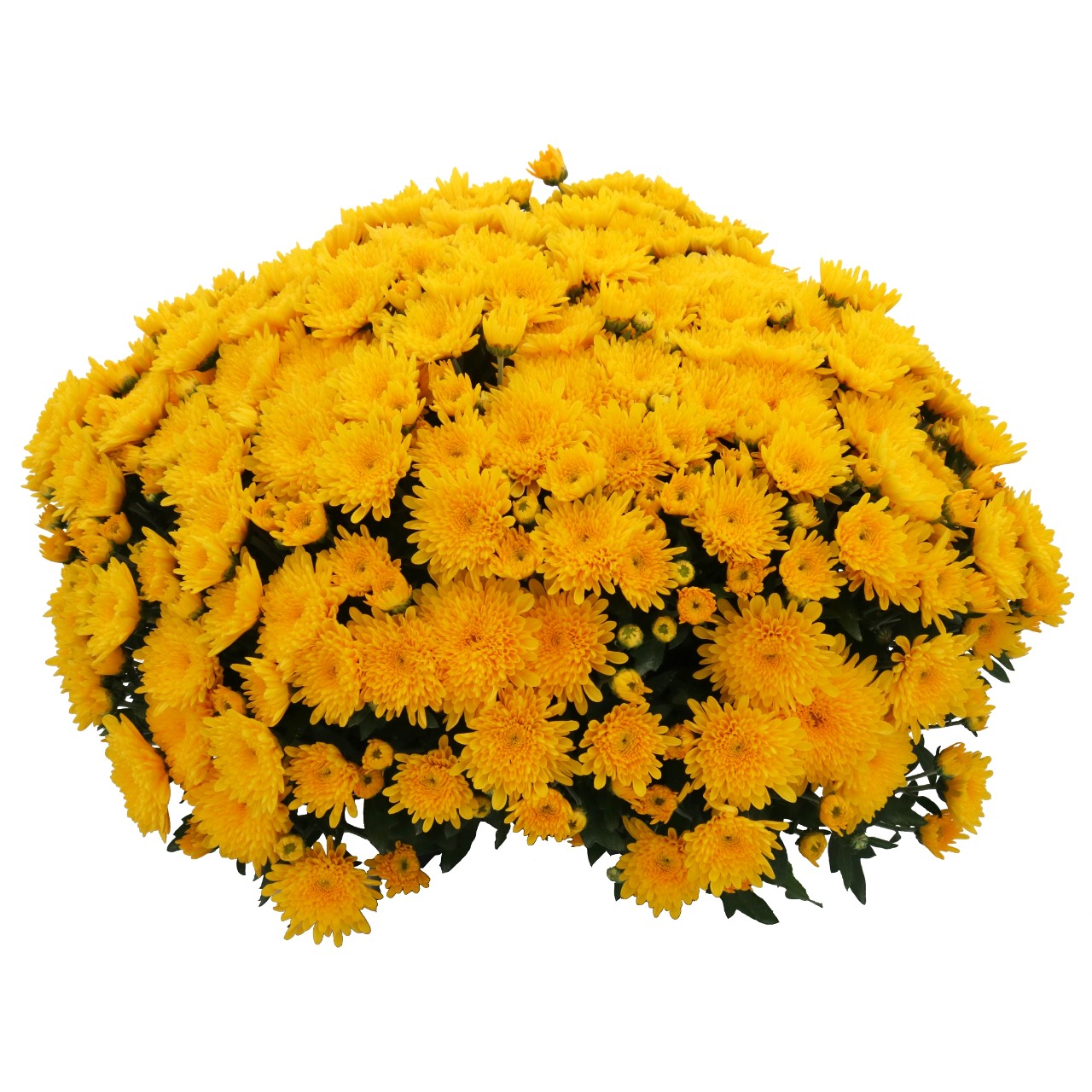 Mum chrysanthemum x morifolium '24 Karagold'