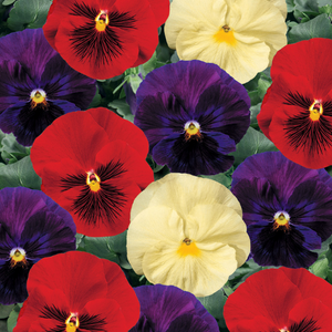 Pansy viola x wittrockiana 'Delta Wine and Cheese Mix'