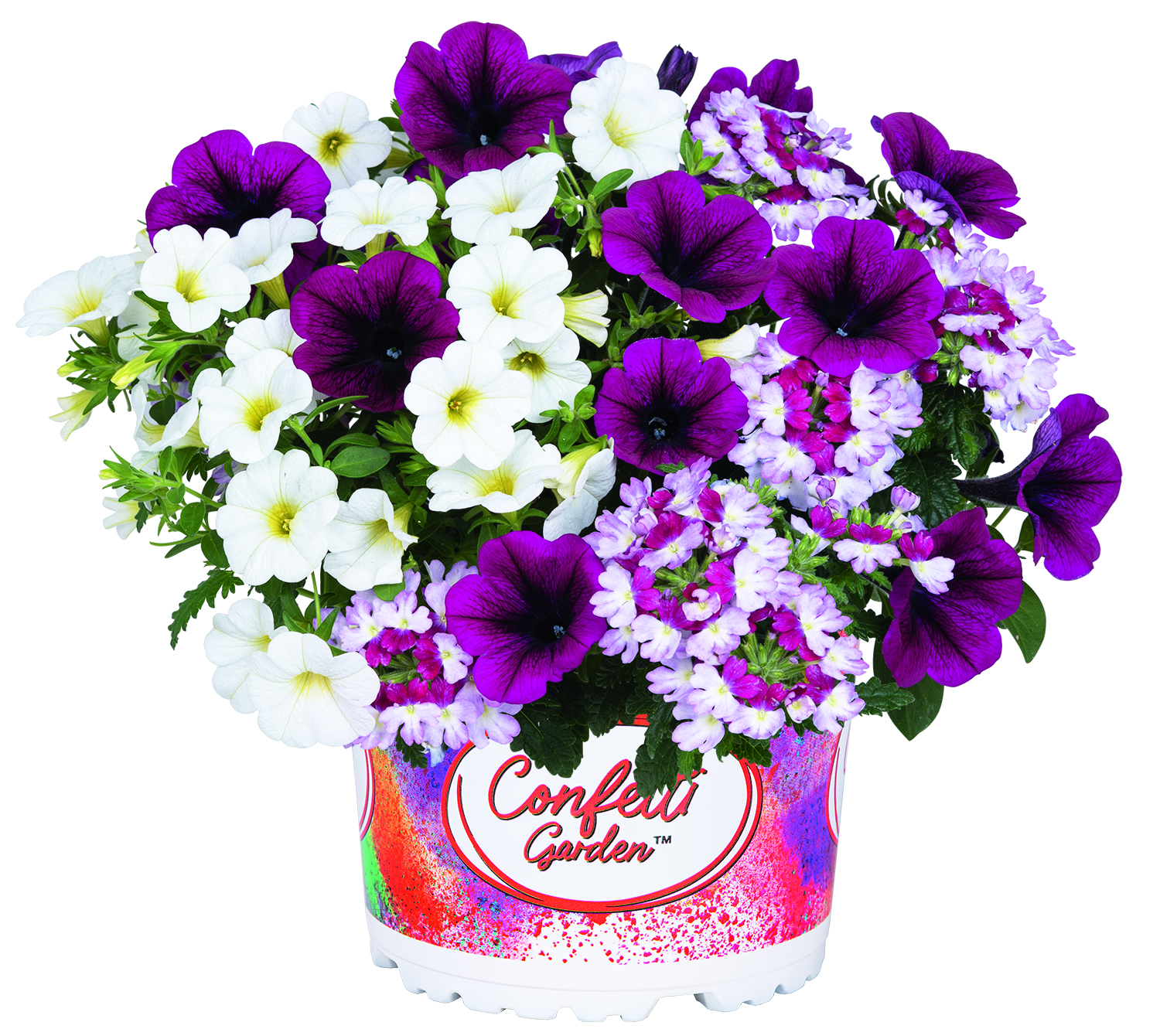 Confetti Garden 'Berry Cobbler 26'