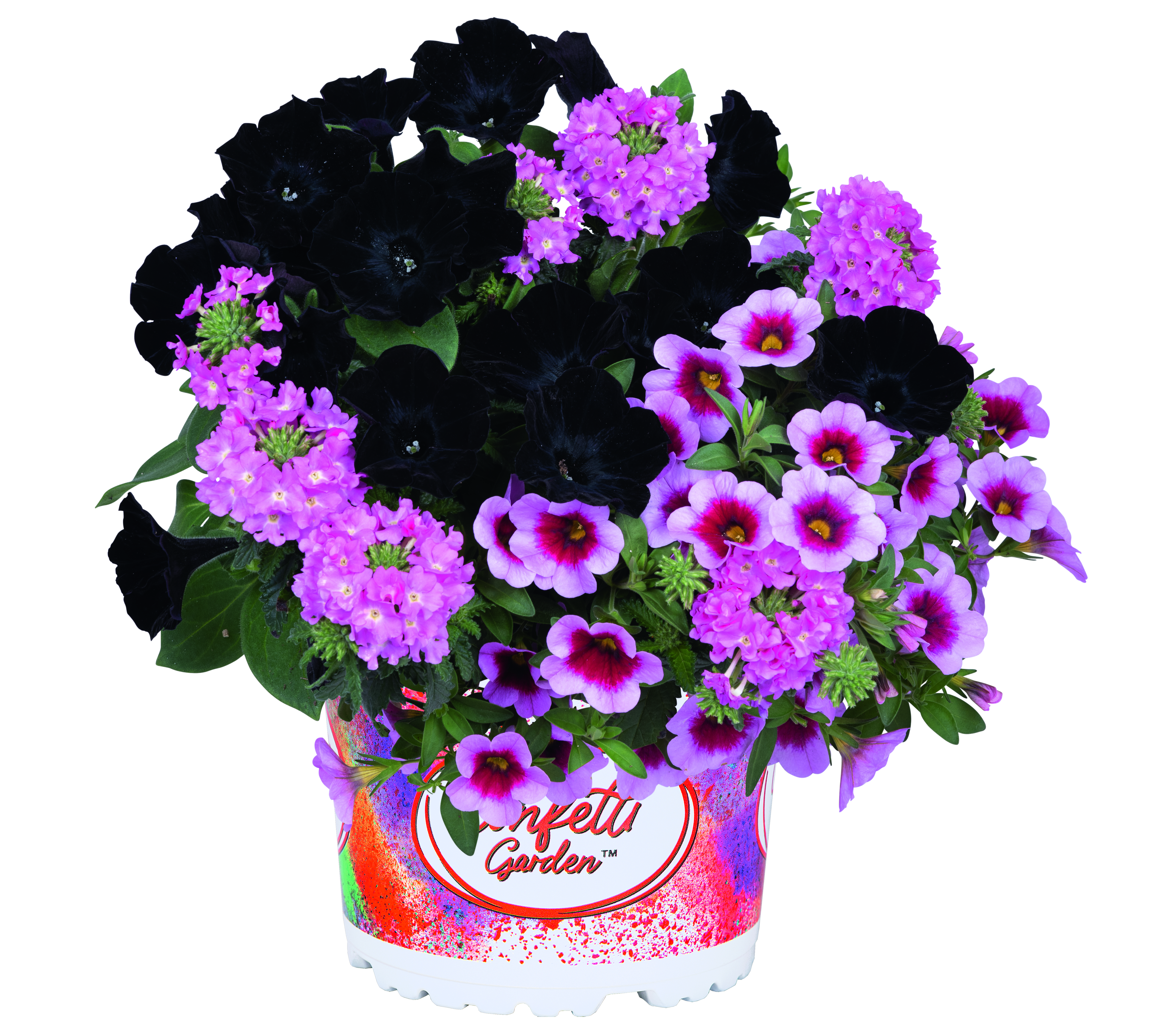 Confetti Garden 'Material Girl 26'