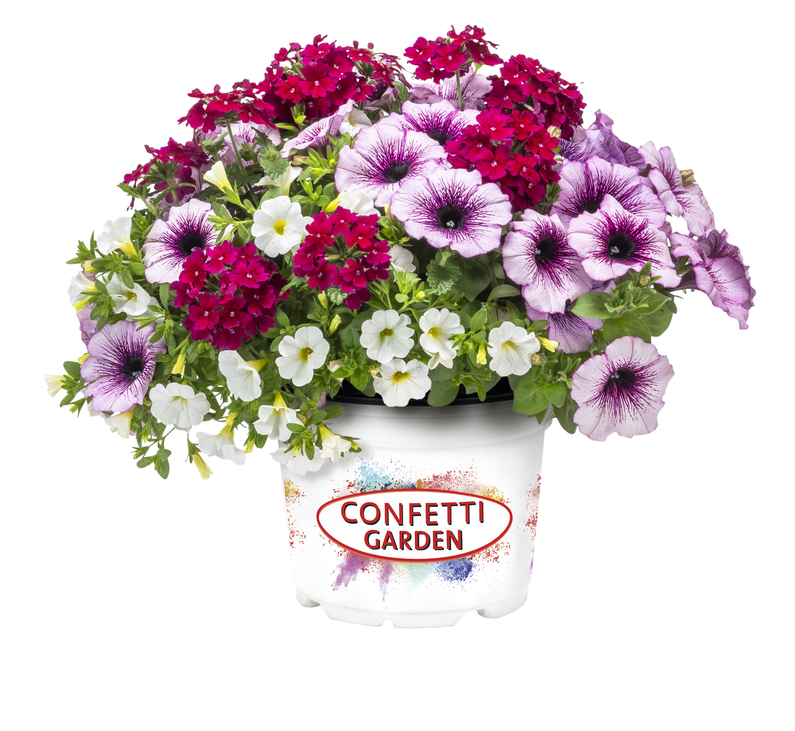 Confetti Garden 'Raspberry Tarte 26'