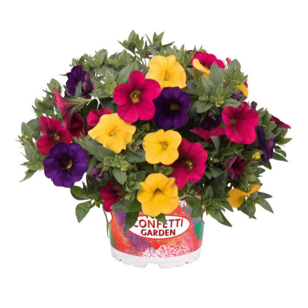 Confetti Garden 'Summer Sunset 26'