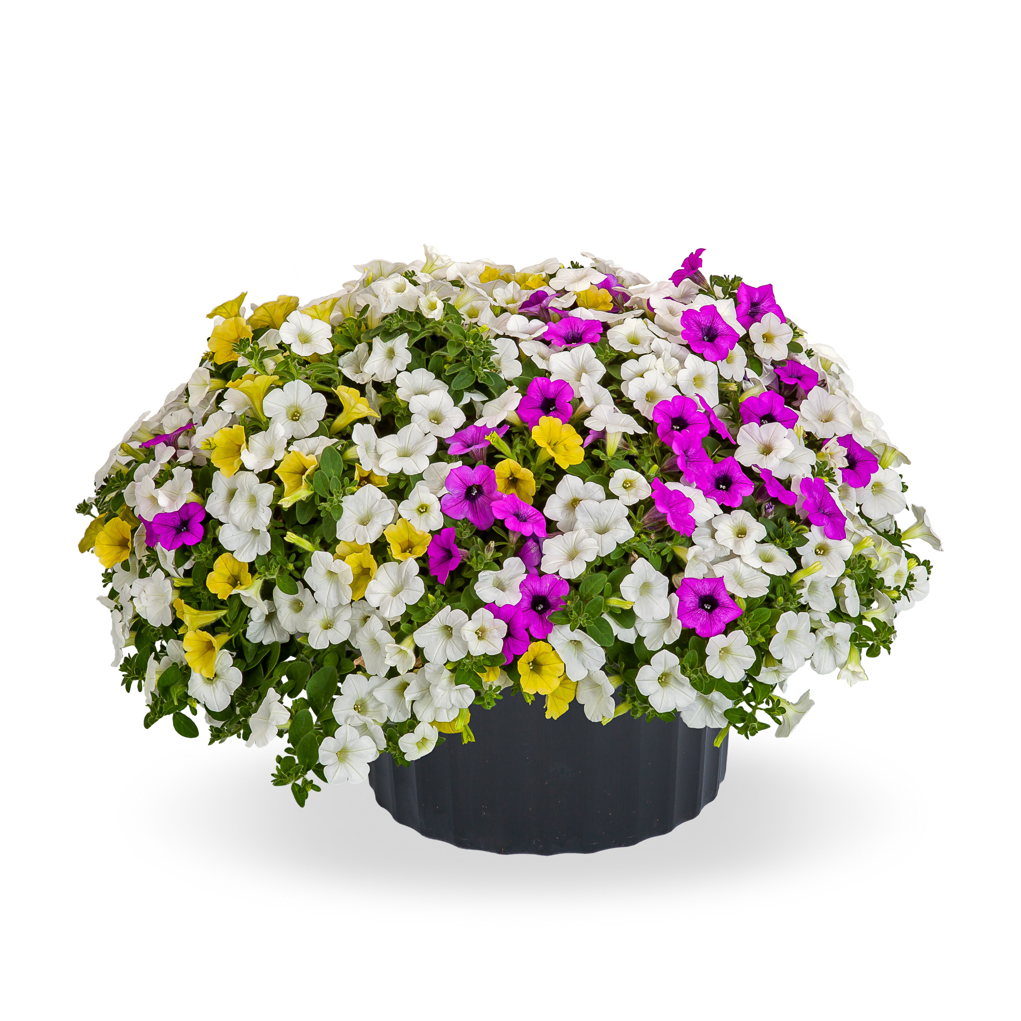 Kwik Kombo 'Dekko Dare Devil Mix Imp'