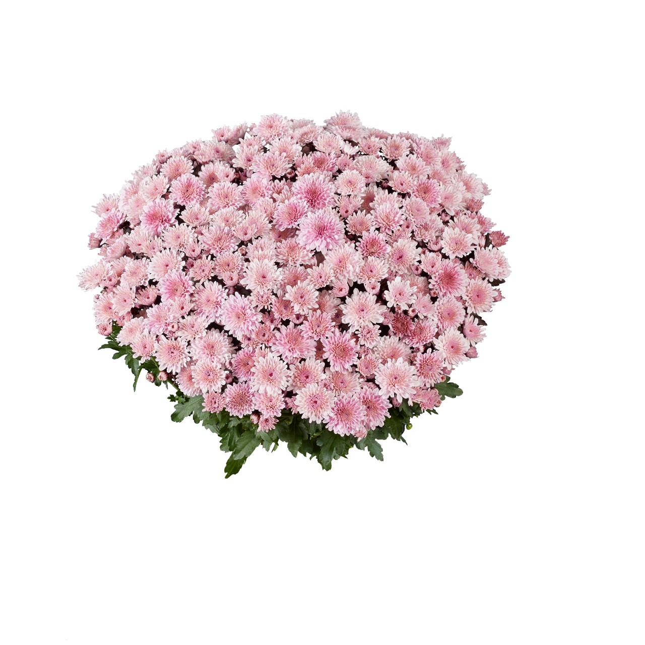 Mum chrysanthemum x morifolium 'Banquet Pink'