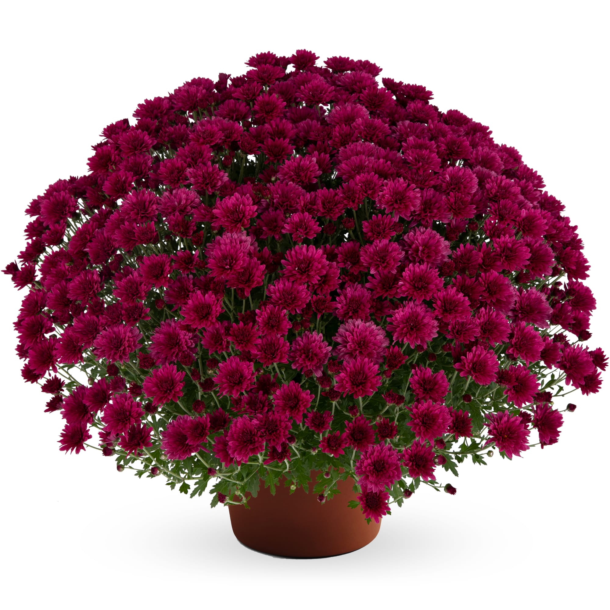 Mum chrysanthemum x morifolium 'Elizabeth Dark Pink'
