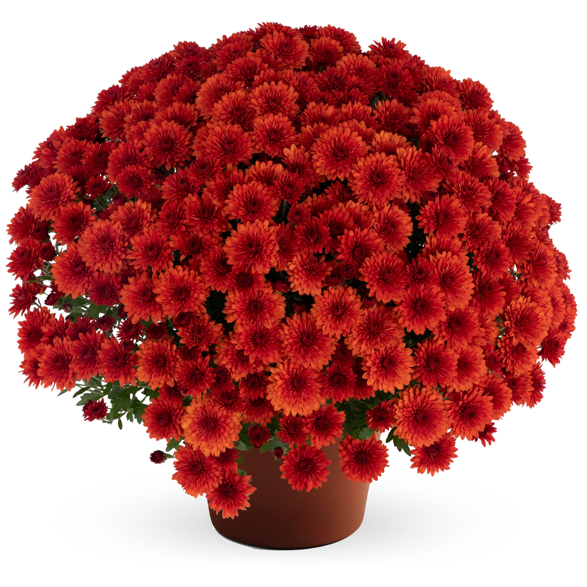 Mum chrysanthemum x morifolium 'Judy Bronze'