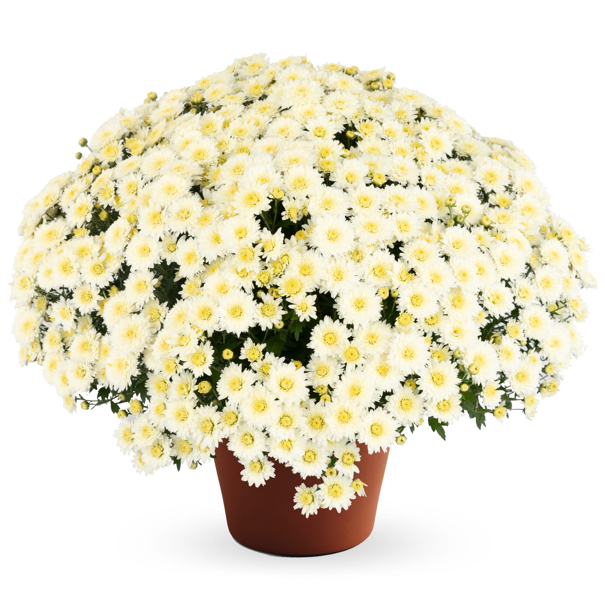 Mum chrysanthemum x morifolium 'Joan White'