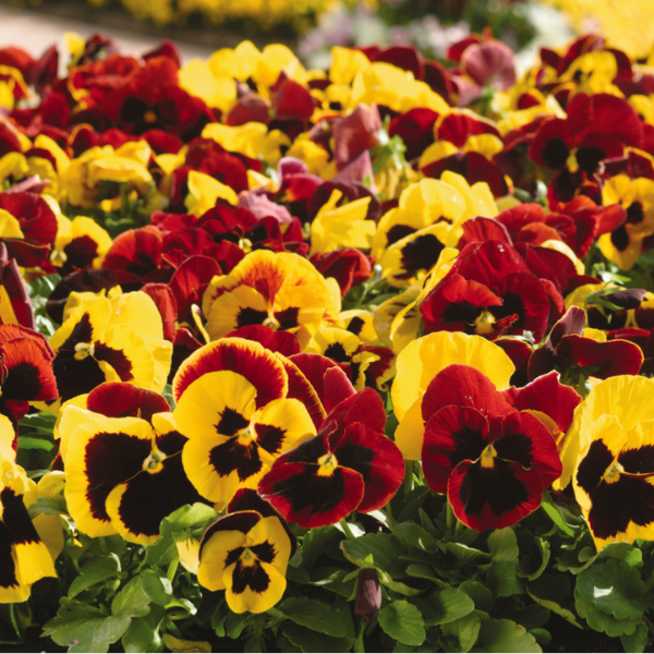 Pansy viola x wittrockiana 'Matrix Autumn Blaze Mix'