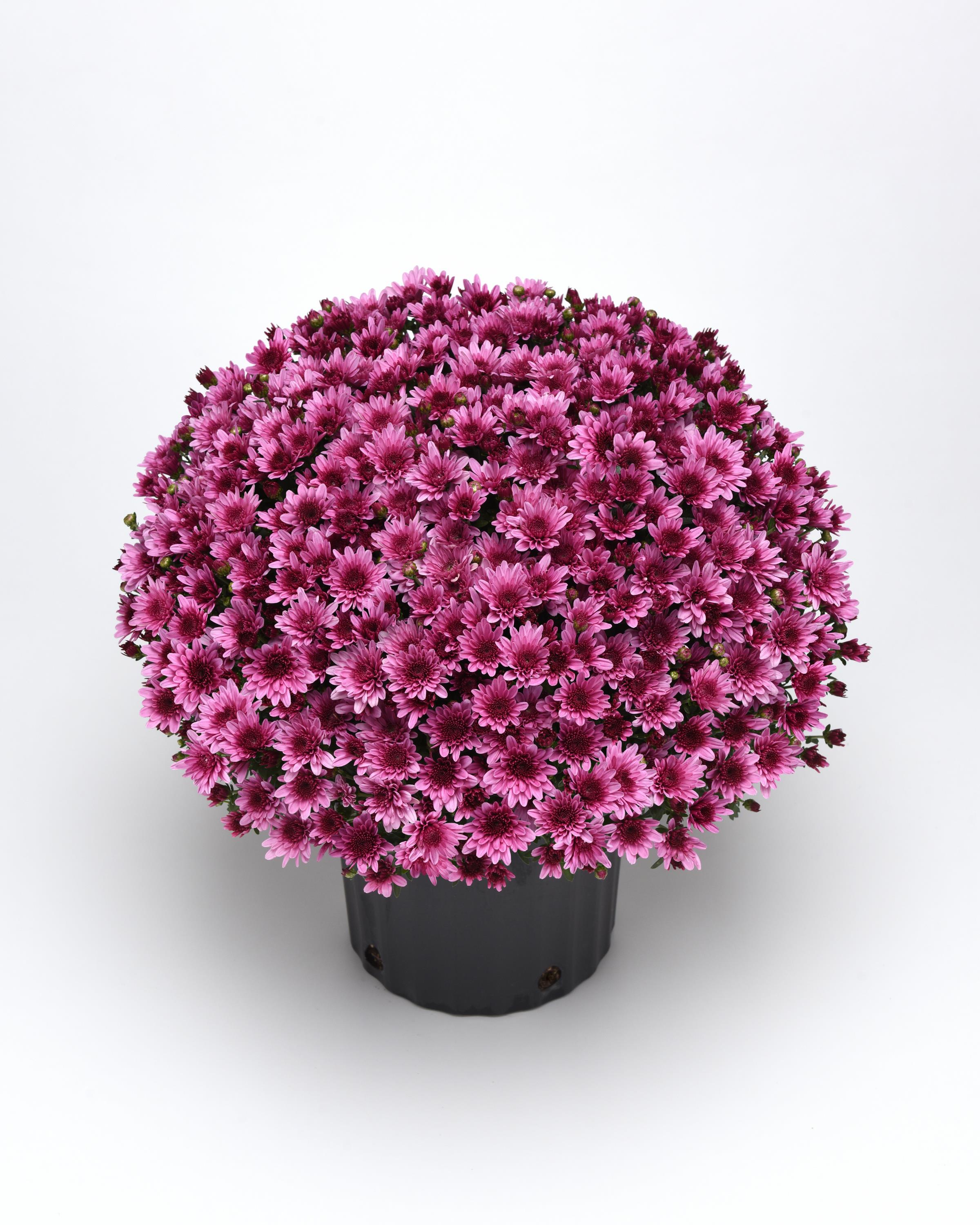 Mum chrysanthemum x morifolium 'Milkshake Berry Pink'