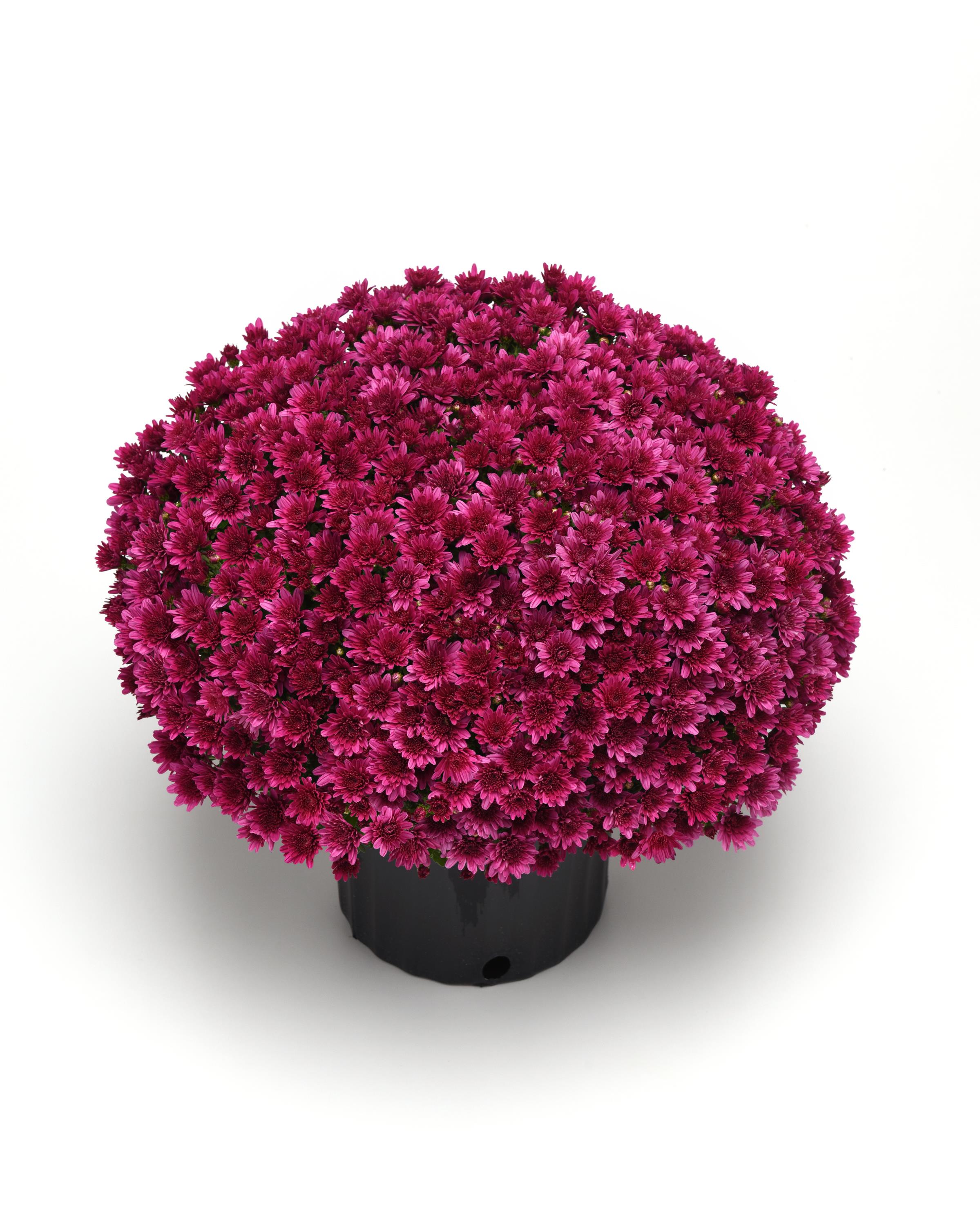 Mum chrysanthemum x morifolium 'Milkshake Cherry Purple'