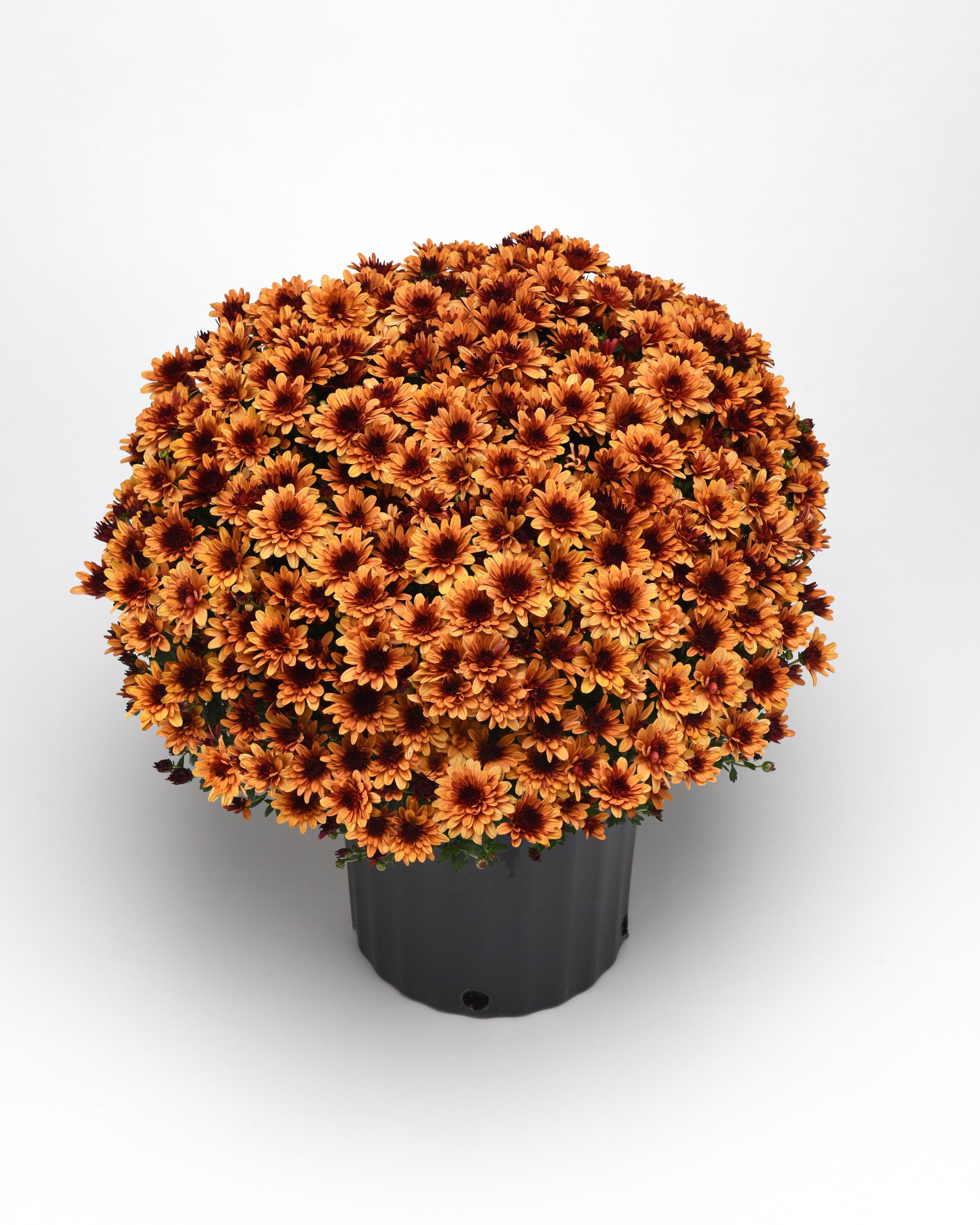 Mum chrysanthemum x morifolium 'Milkshake Kiwi Bronze'