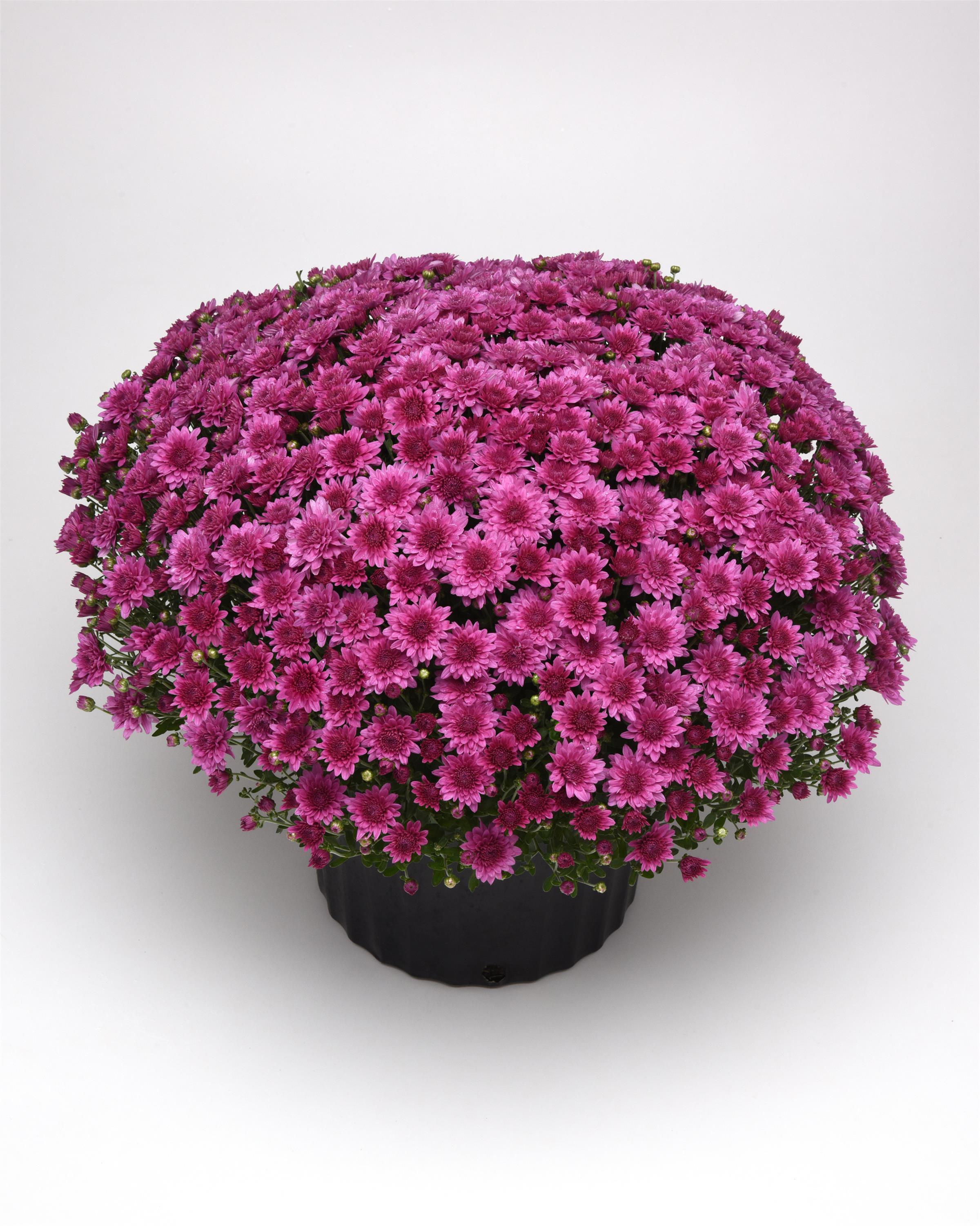 Mum chrysanthemum x morifolium 'Tribeca Dark Pink'