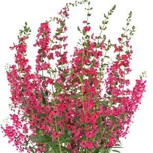 Angelonia augustifolia 'Aria Alta Red Raspberry'